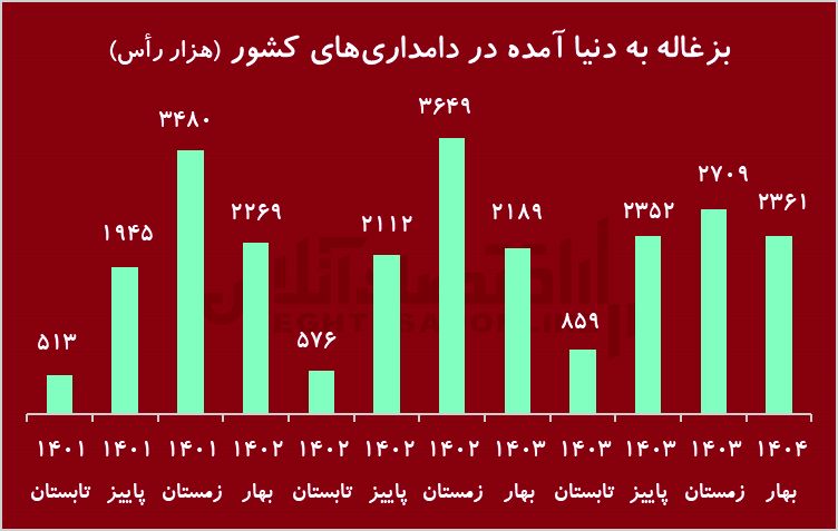 زنگ خطر کاهش شدید دام پرواری/ گوشت قرمز کمیاب می‌شود؟