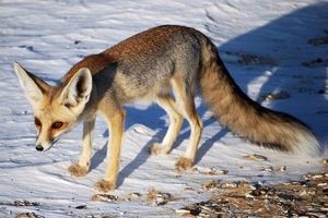 روباه گرفتارشده در سیم های خاردار نجات داده شد