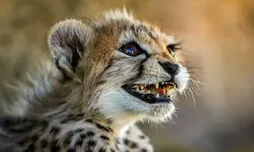 ژن پیروز برای احیاء دوباره ذخیره شده است