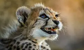 ژن پیروز برای احیاء دوباره ذخیره شده است