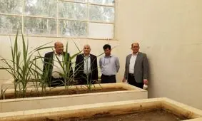 تولید دانش‌ بنیان، چراغ راه صنعت نیشکر است