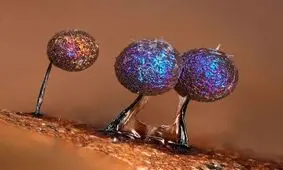 کپک مخاطی که برنده جایزه سلطنتی بریتانیا شد!/ عکس