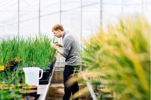 تبدیل گیاهان به حسگرهایی برای شناسایی مواد شیمیایی خطرناک

