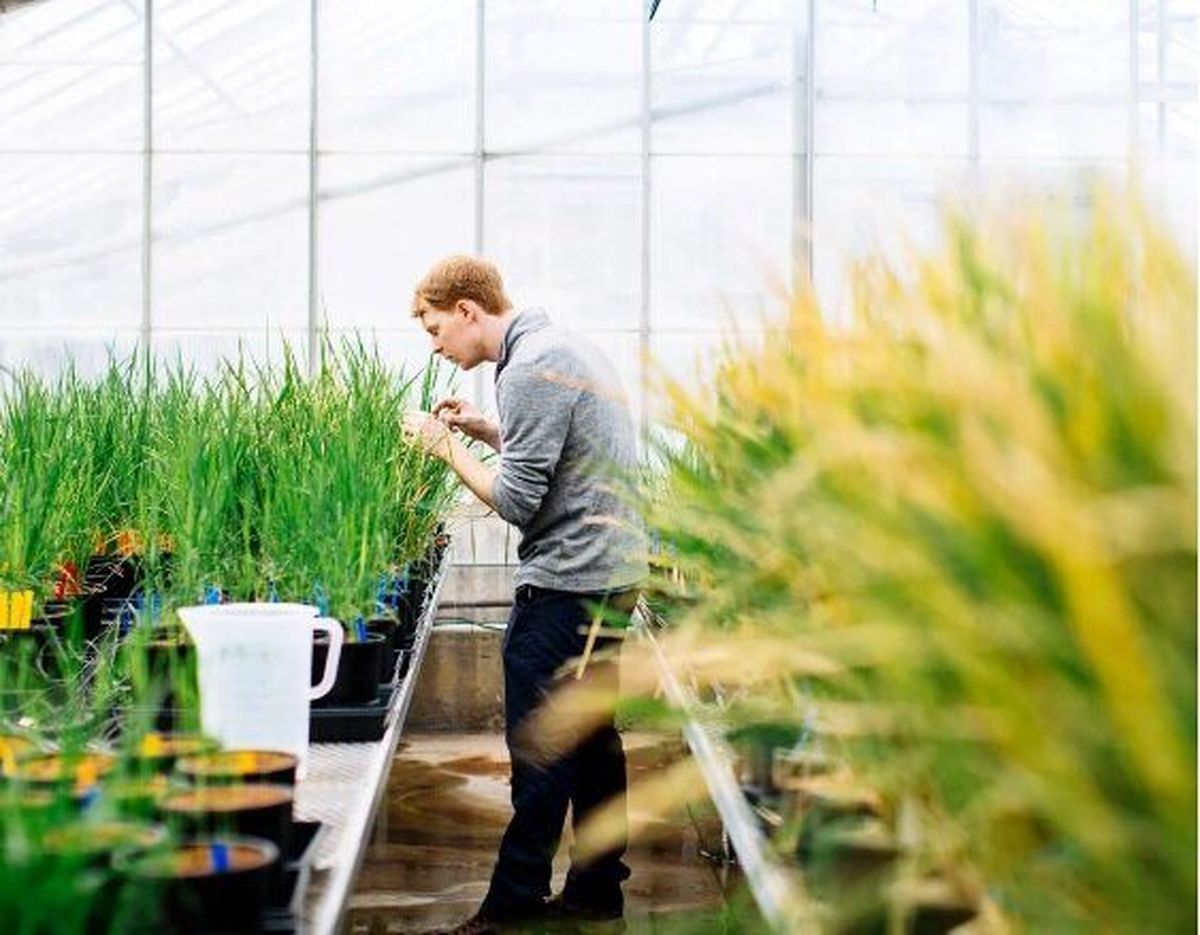 تبدیل گیاهان به حسگرهایی برای شناسایی مواد شیمیایی خطرناک

