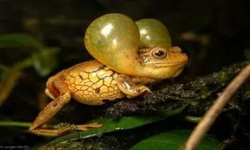 چشم طلایی سورینام ؛ عجیب ترین قورباغه جهان