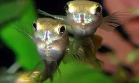 سازگاری عجیب ماهی‌های گوپی در فاضلاب شهر/ عکس