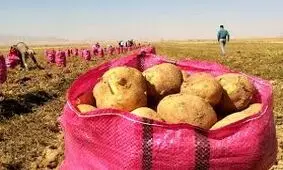قیمت ۳۵ تا ۴۰ هزار تومان، یعنی سیب‌زمینی به تعادل رسیده است!
