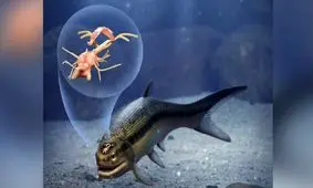 کشف قدیمی‌ترین مغز مهره‌داران؛ دانشمندان مغز 319 میلیون ساله یک ماهی را پیدا کردند
