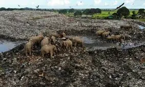  فیل‌ ها در دریایی از زباله/ ویدئو