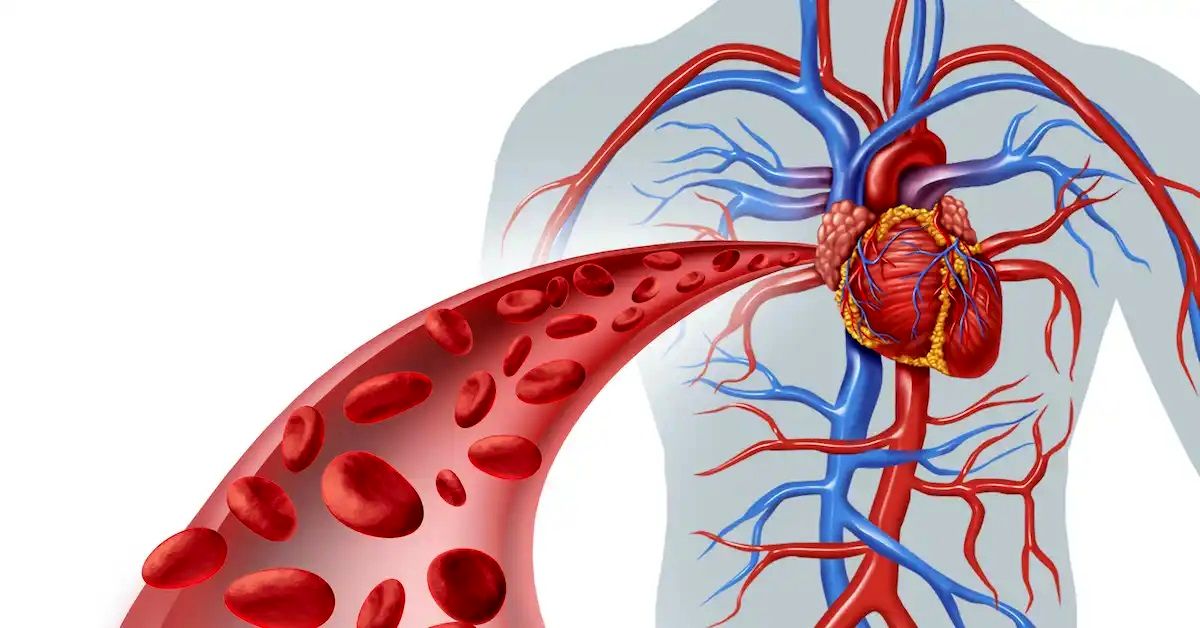 ۹ ماده موثر برای بهبود گردش خون در بدن