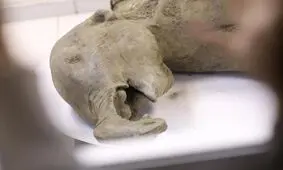 جراحی بچه ماموت ۱۳۰ هزار ساله