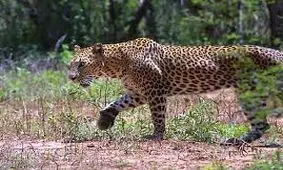 بازی جالب و عجیب پلنگ کنجکاو با مردم/ ویدئو