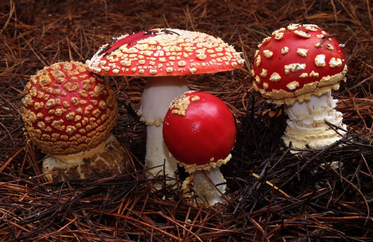 خطر مسمومیت مرگبار با برداشت و مصرف "قارچ‌های سمی" از عرصه‌های منابع طبیعی
