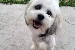 سگی که با مرگش صاحبش را ثروتمند کرد