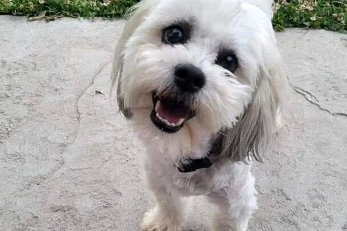 سگی که با مرگش صاحبش را ثروتمند کرد

