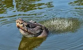 رقص تمساح‌ها روی آب/ ویدئو