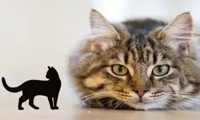 تست شخصیت شناسی/ می خواهید بدانید تعادل روحی دارید یا نه یک گربه را انتخاب کنید