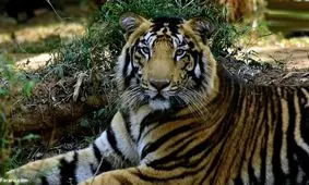 ببر‌های سیاه فوق العاده نادر شکار عکاس آماتور شدند/ تصاویر