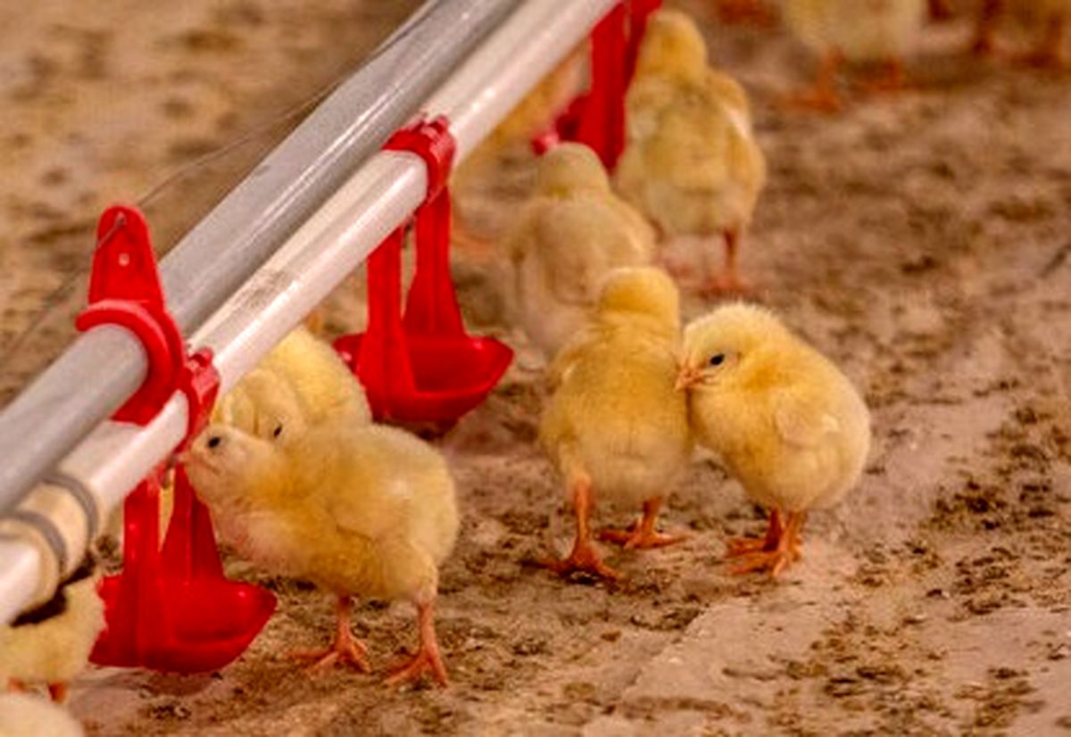 رکورد جوجه‌ریزی در واحدهای پرورش مرغ گوشتی قزوین شکسته شد