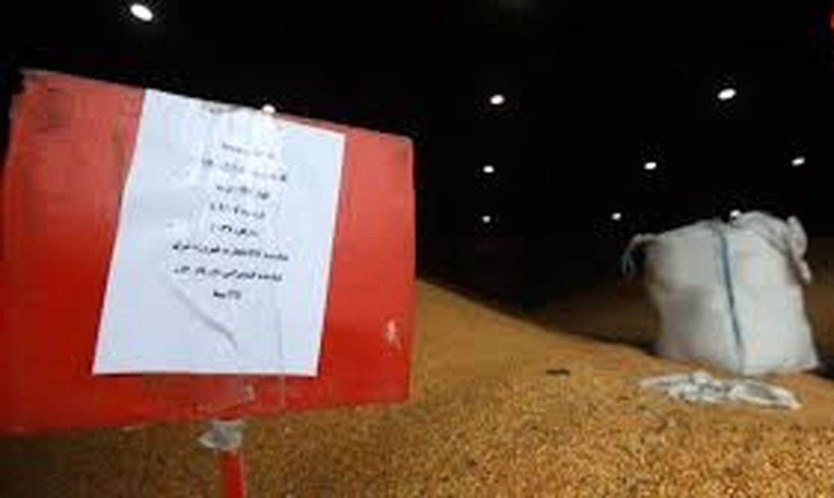 هزاران تن ذرت فاسدشده در بندرامیرآباد که حتی نمیتوان به دریا ریخت/ واکنش اژهای به بار ذرت فاسد شده در گمرک/ ویدئو