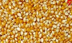 سکوت استاندارد در ماجرای ترخیص ذرت های آلوده و چند ابهام!