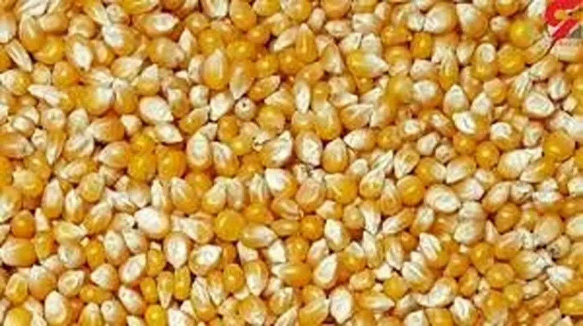 سکوت استاندارد در ماجرای ترخیص ذرت های آلوده و چند ابهام!
