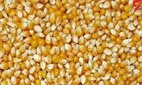 سکوت استاندارد در ماجرای ترخیص ذرت های آلوده و چند ابهام!