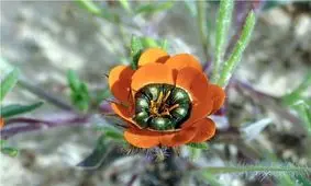 گیاه شگفت انگیزی که طعمه را «فریب جنسی» می‌دهد!