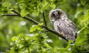 باشگاه مغز؛ یک معمای تصویری با ۱۰ ثانیه زمان