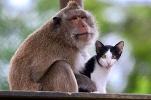  تلاش میمون برای نجات گربه افتاده در چاه/ ویدئو