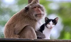  تلاش میمون برای نجات گربه افتاده در چاه/ ویدئو