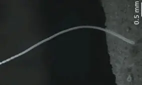 بزرگ‌ ترین باکتری جهان کشف شد