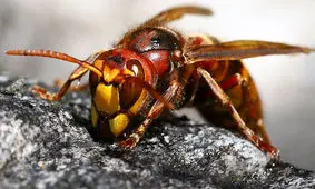 عکاسی جالب از زنبور گاوی اروپایی