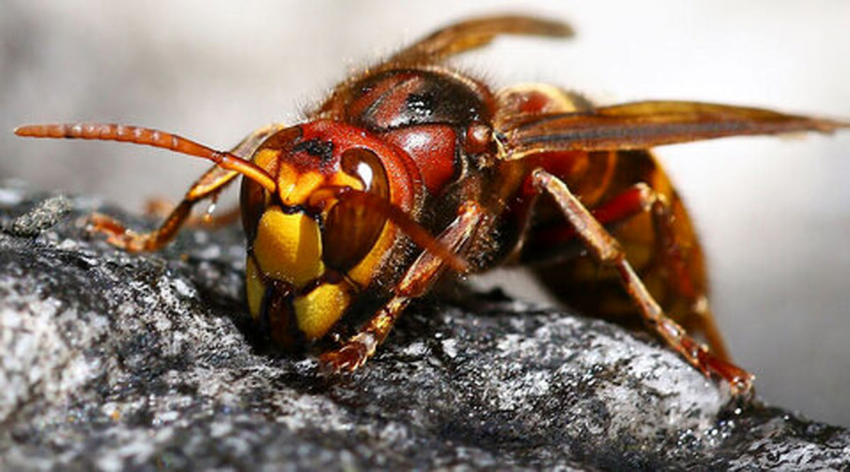 عکاسی جالب از زنبور گاوی اروپایی
