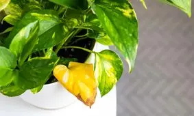 چرا برگ‌ های پتوس زرد می ‌شوند؟