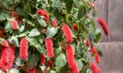 گلی زیبا که برای داخل حمام مناسب است