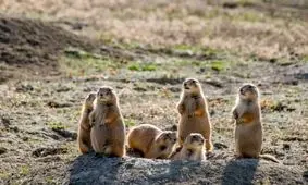 ۱۱ ویژگی‌ باورنکردنی سنجاب‌های دشتی