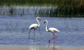 پایان کابوس های تالاب میانکاله/ ویدئو