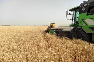 برداشت خوشه‌های طلایی گندم در شکرستان ایران آغاز شد