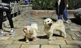 تداوم برخورد قاطع با سگ‌گردانی در قم