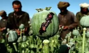 نیاز ۵۰۰ تنی صنعت دارو؛ کشت خشخاش یا واردات؟/ از زمان شاه، ایران مجوز بین‌المللی کشت خشخاش داشت/ پس از انقلاب به‌طور داوطلبانه کشت خشخاش متوقف شد/ ۵۰۰‌ تن تریاک خالص برای تولید دارو نیاز داریم