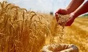 افزایش ۳ برابری بازدهی گندم با کمک یک ژن پنهان