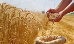 افزایش ۳ برابری بازدهی گندم با کمک یک ژن پنهان