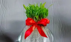 طرز تهیه سبزه ذرت در تنگ آب شیک و زیبا برای سفره هفت سین