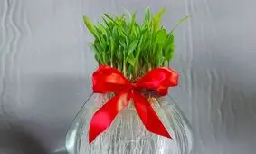 طرز تهیه سبزه ذرت در تنگ آب شیک و زیبا برای سفره هفت سین