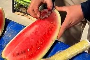 شیوه رنگ کردن هندوانه برای فروش/ ویدئو