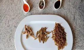 حشرات رسما وارد چرخه مواد غذایی در اروپا شدند