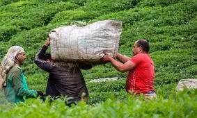 اعلام نرخ خرید تضمینی برگ سبز چای/ صادرات ۱۷ میلیون دلاری