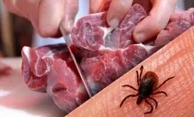 هشدار درباره "تب کریمه کنگو" در آستانه عید قربان