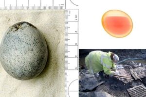 کشف تخم مرغ ۱۷۰۰ ساله سالم با بقایای زرده و سفیده و با بوی بد

